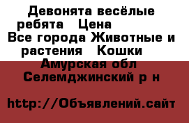 Девонята весёлые ребята › Цена ­ 25 000 - Все города Животные и растения » Кошки   . Амурская обл.,Селемджинский р-н